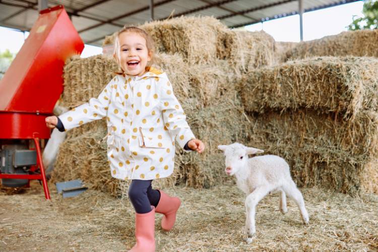 A little girl with a sheep at a petting zoo